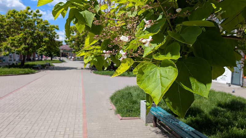 Літо 7