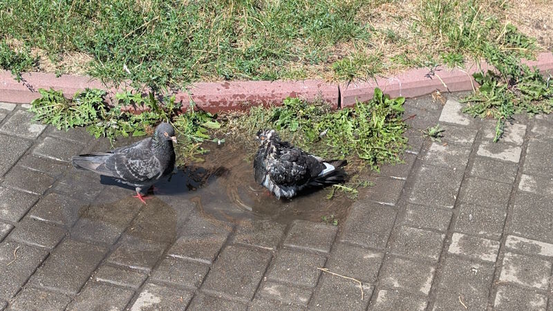 Літо 11