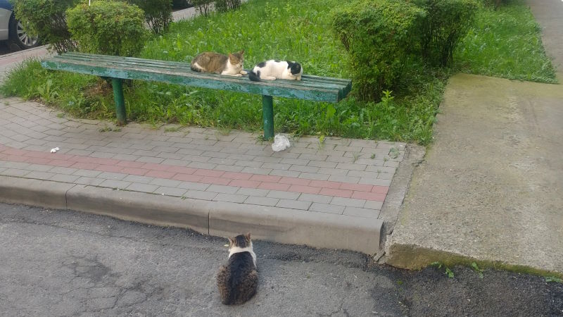 Літо 5
