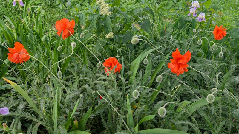 Канікули