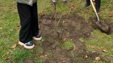 Деревовидні півонії